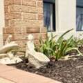 50 Beechwood Circle, AVELEY, WA 6069 AUS